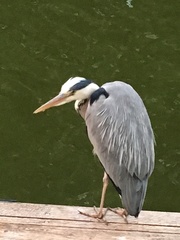 Ardea cinerea