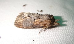 Dasylophia thyatiroides