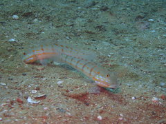 Valenciennea puellaris