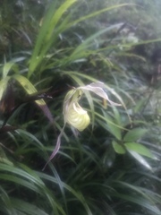 Phragmipedium