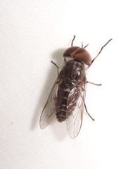 Tabanomorpha