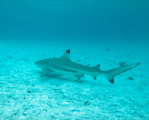 Carcharhinus melanopterus