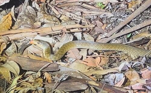 Common keelback sighting