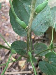 Pyrenacantha grandiflora