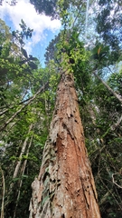 Paubrasilia echinata