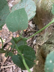 Pyrenacantha grandiflora