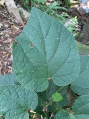 Pyrenacantha grandiflora