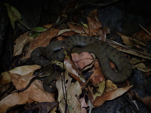 Rough-scaled Snake sighting