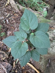 Pyrenacantha grandiflora