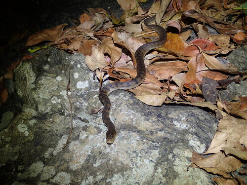 Rough-scaled Snake sighting