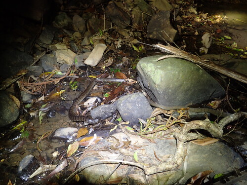 Rough-scaled Snake sighting