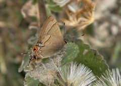 Electrostrymon guzanta