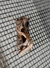 Thysanoplusia indicator