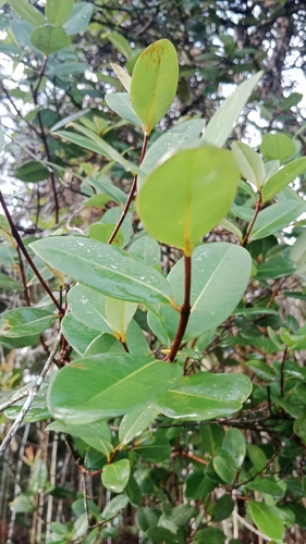 Cratoxylum arborescens observed 2025-10-24