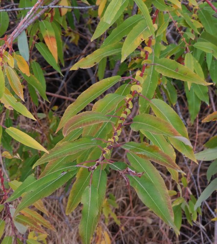 Mackenzie's Willow (Salix prolixa)