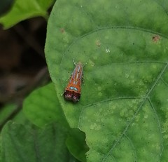 Tricyanaula aurantiaca