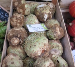 Apium graveolens rapaceum