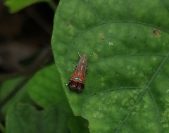 Tricyanaula aurantiaca