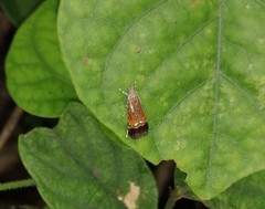 Tricyanaula aurantiaca