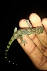 Alder's Bow-Fingered Gecko photo 2