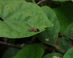 Tricyanaula aurantiaca