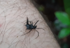 Micrathena raimondi