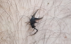 Micrathena raimondi