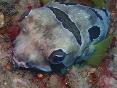 Diodon liturosus