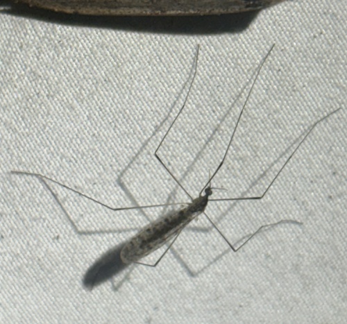 Unknown species found near Jonathan's Way, Brewster, MA, US
