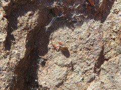 Neobisium