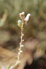 Linaria nivea