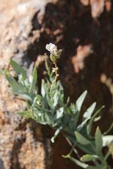 Linaria nivea
