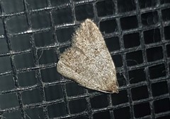 Tolpiodes oligolasia