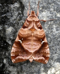 Maassenia heydeni