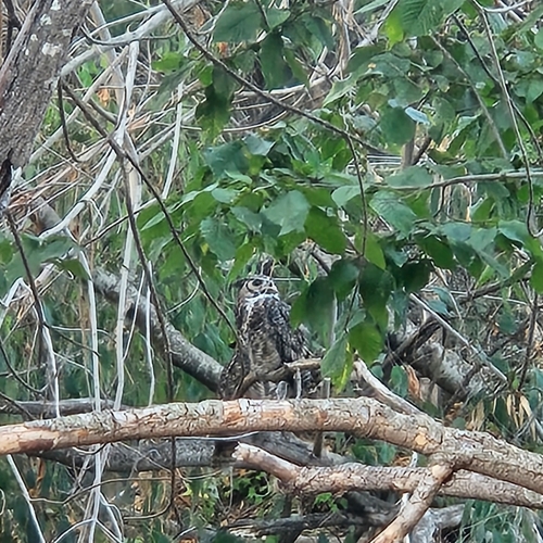 View observation of {o.common_name} on iNaturalist