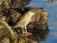 Nycticorax nycticorax