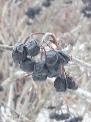 Viburnum cassinoides