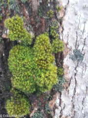 Ulota coarctata
