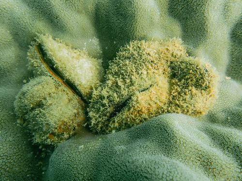 Beguina semiorbiculata observed 2025-09-16