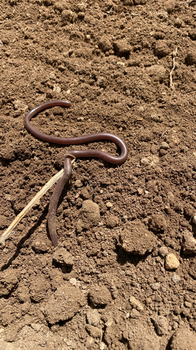 Blind snakes sighting