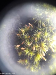 Ulota crispula