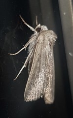 Leucania abdominalis