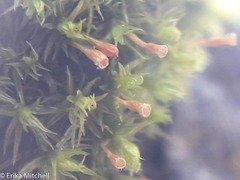 Ulota crispula