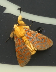 Mpanjaka gentilis