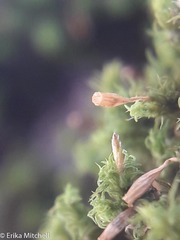 Ulota crispula