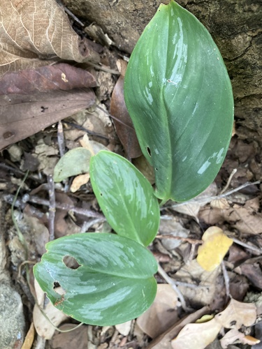 Scindapsus officinalis