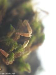 Ulota crispula