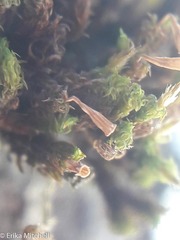 Ulota crispula