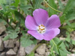 Cristaria molinae