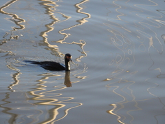 Leucocarbo magellanicus